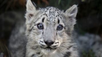Climate Change Threatens Snow Leopards Even More Than Humans