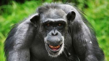 US Government Promises To Retire All Research Chimpanzees
