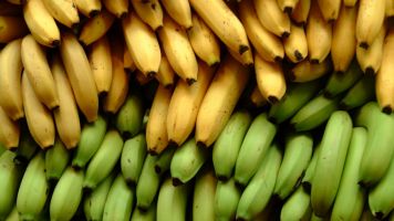 This Fungus Is Bad News For The World's Bananas