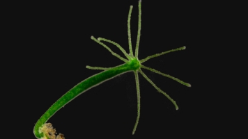 Meet The Tiny, Immortal Hydra, Which Rips Itself Open To Eat