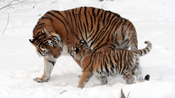 The recovery of tigers depends on the survival of their habitat, according to a new study.