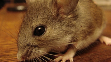 Mouse embryos have shown Chinese scientists that reproduction may be possible in space.