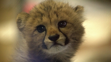 A baby cheetah at the San Diego Zoo