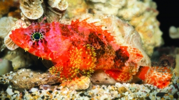 Photo of a newly discovered scorpionfish found in the deep-reef waters of the island of Curaçao in July.
