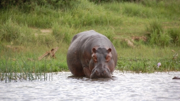 A hippo in water