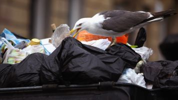 Seagull eating out of a trashbin