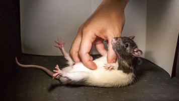 A tickled rat