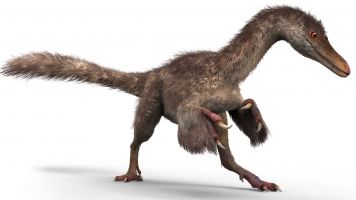 An illustration of a feathery dinosaur