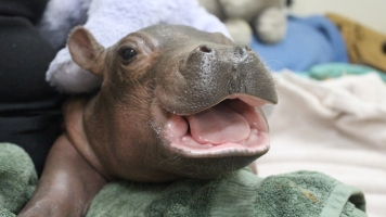 Fiona the baby hippo receives treatment.