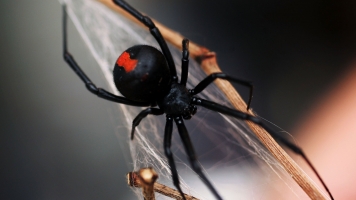 There's Nothing Itsy Bitsy About The Number Of Bugs Spiders Eat