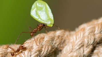 Ants Have Been Running Sophisticated Farms For 30 Million Years