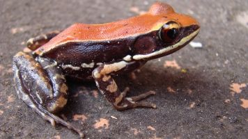This Frog's Slime Could Help Kill The Flu Virus