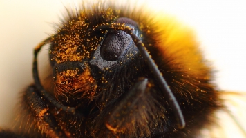 When Choosing Flowers, Bees Go For Their Nicotine Fix