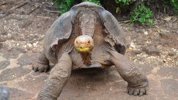 A GalÃ¡pagos Tortoise Species Thought To Be Extinct Has Resurfaced