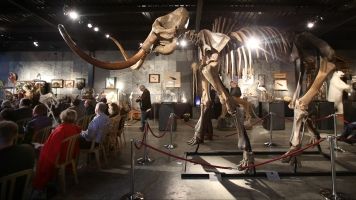 A fossilized wooly mammoth skeleton standing in Summers Place Auctions in England