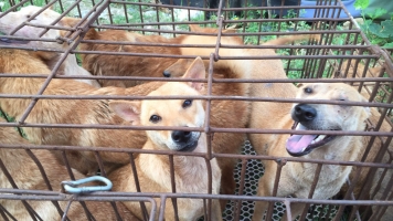 Despite Ban Rumors, The Yulin Dog Meat Festival Is Still Happening