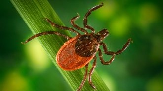More Ticks Means More Tick-Borne Diseases This Summer
