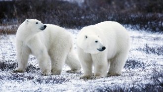 Two polar bears on snowy terrain