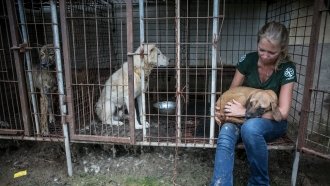 Over 140 Dogs Were Rescued From A Meat Farm In South Korea