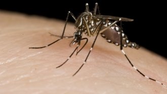 Florida Already Had A Lot Of Mosquitoes, And Irma Could Make It Worse