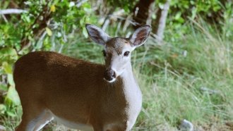 An endangered Key deer in Florida