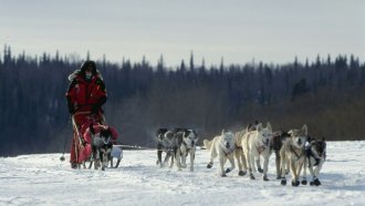 Iditarod musher and his dogs