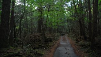 Before Logan Paul, Aokigahara Was Already Misrepresented In The West