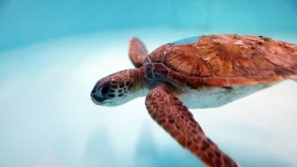 Scientists Say Too Many Sea Turtles Are Born Female â Here's Why