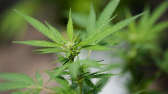 Vermont Is Really Close To Legalizing Marijuana
