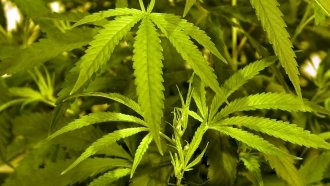Vermont Becomes Latest State To Legalize Marijuana