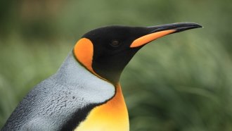 King Penguins Might Need To Move Or Face Starvation