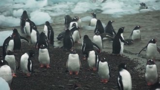Scientists Say Antarctic Animals May Not Be Safe From Human Pathogens