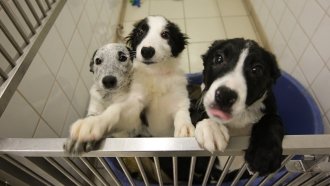 England Will Ban Pet Stores From Selling Puppies And Kittens