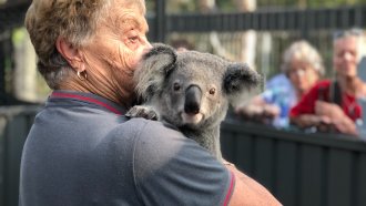 Australian Hospital Rescuing Koalas From Historic Bushfires