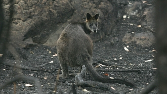 Wallaby stranded from bushfires