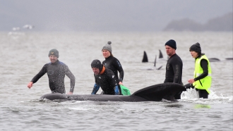 Rescue crew members stand with a whale on a sand bar
