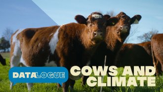 How To Shrink Cows’ Huge Carbon Footprint