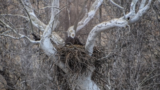 Bald eagles in nest