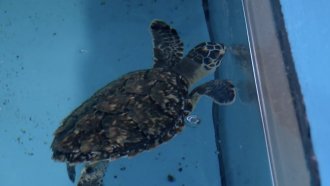 WPTV: Inside The Effort To Rehab Sea Turtles Sickened By Plastic