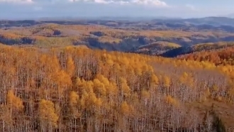 Rolling hills of trees with leaves changing colors as the season transitions into autumn.