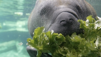 Manatee Deaths In Florida Expected To Reach At Least 1,000 This Year