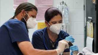 Veterinarians examine an animal.