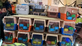 Animals in crates being rescued