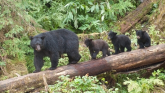 Mama bear and cubs.