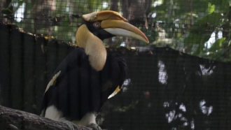A Great Indian Hornbill with a 3D-printed prosthetic beak