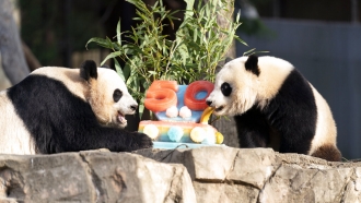 Giant pandas Mei Xiang, left and her cub Xiao Qi Ji eat a celebratory fruitsicle cake.