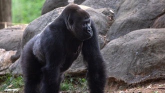A western lowland gorilla