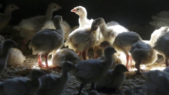 Turkeys stand in a barn on turkey farm near Manson, Iowa.