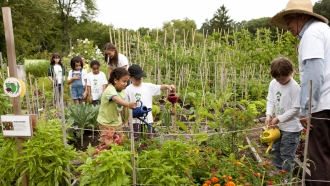 Kids take part in gardening inside the Family Garden at The New York Botanical Garden in New York.