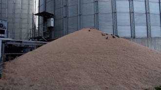 A pile of grain in Ukraine